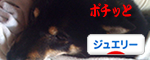 インディアンジュエリーKoyukiのターコイズ日記